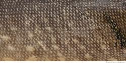 Photo Textures of Animal Skin 